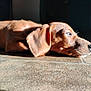 Brownie joined the competition — help win amazing prizes! dog, brown_dog, lying_down, floor, tile_floor, sunlight, shadow, pet, resting, sleepy, indoor, animal, canine, close_up, side_view, ear, snout, quiet, relaxed, domestic_animal