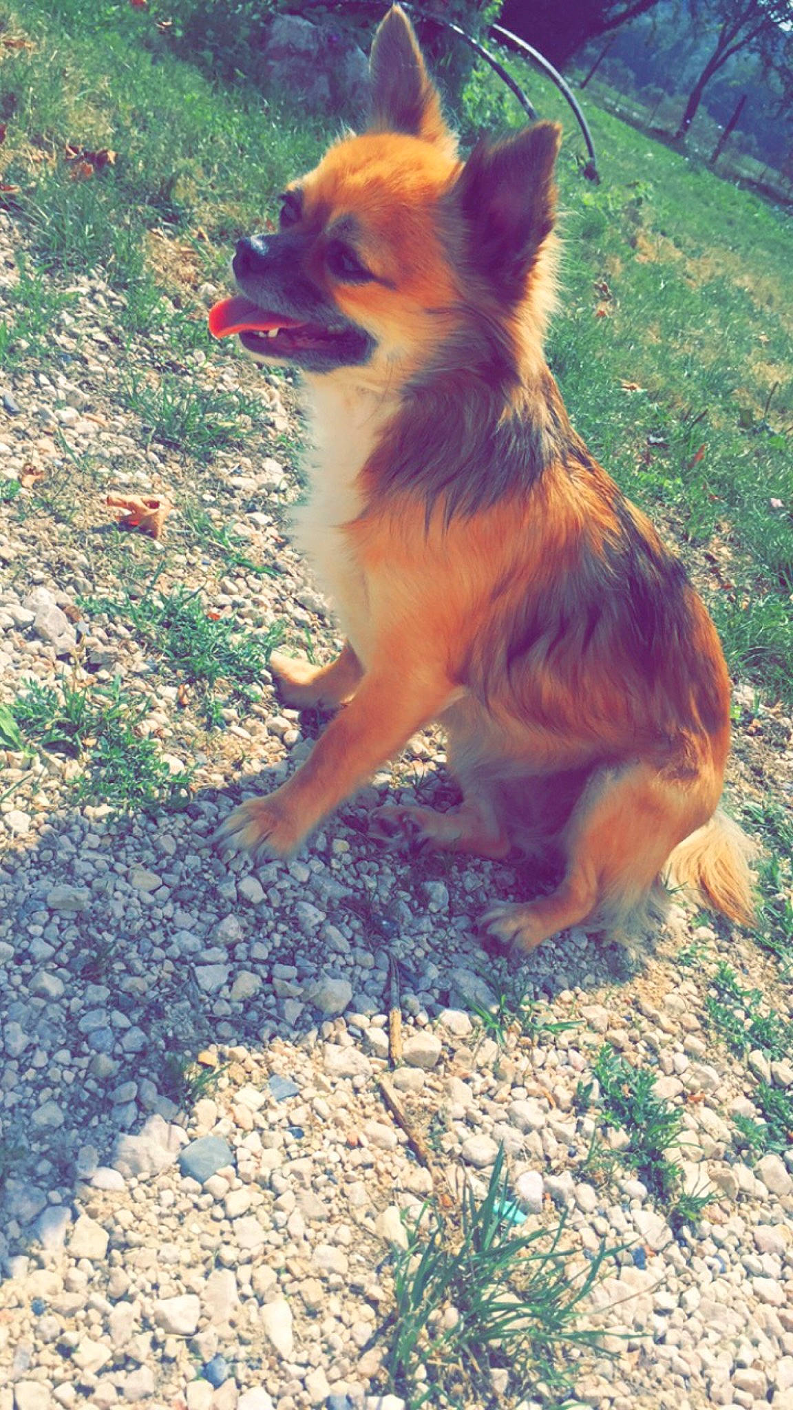 Angie participe au concours pour gagner de l'argent avec cette photo : canidae, carnivore, chihuahua, companion_dog, dog, dog_breed, fawn, german_shepherd_dog, liver, mammal, pomeranian, vertebrate