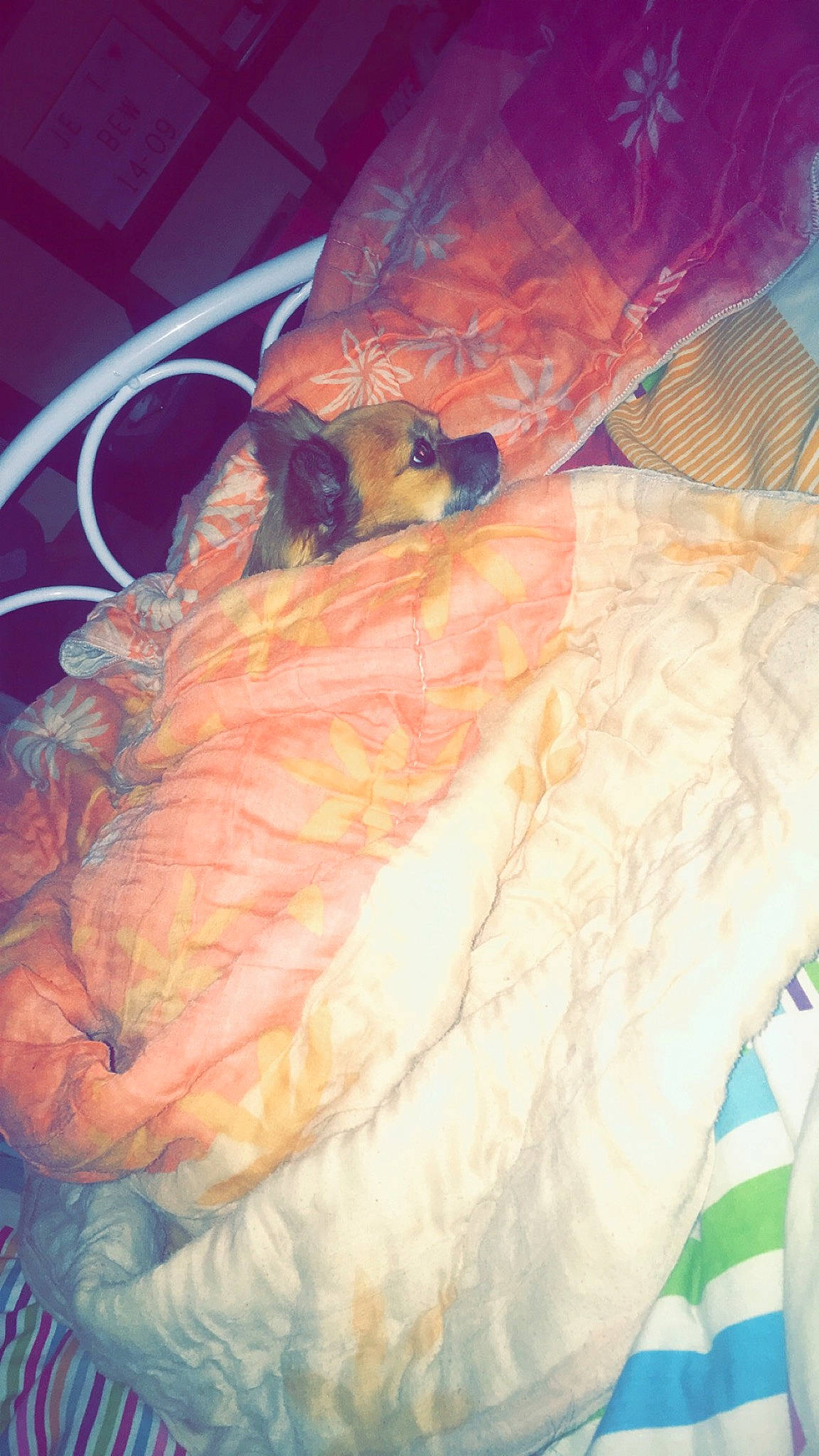 Angie participe au concours pour gagner de l'argent avec cette photo : cuisine, dish, flesh, food