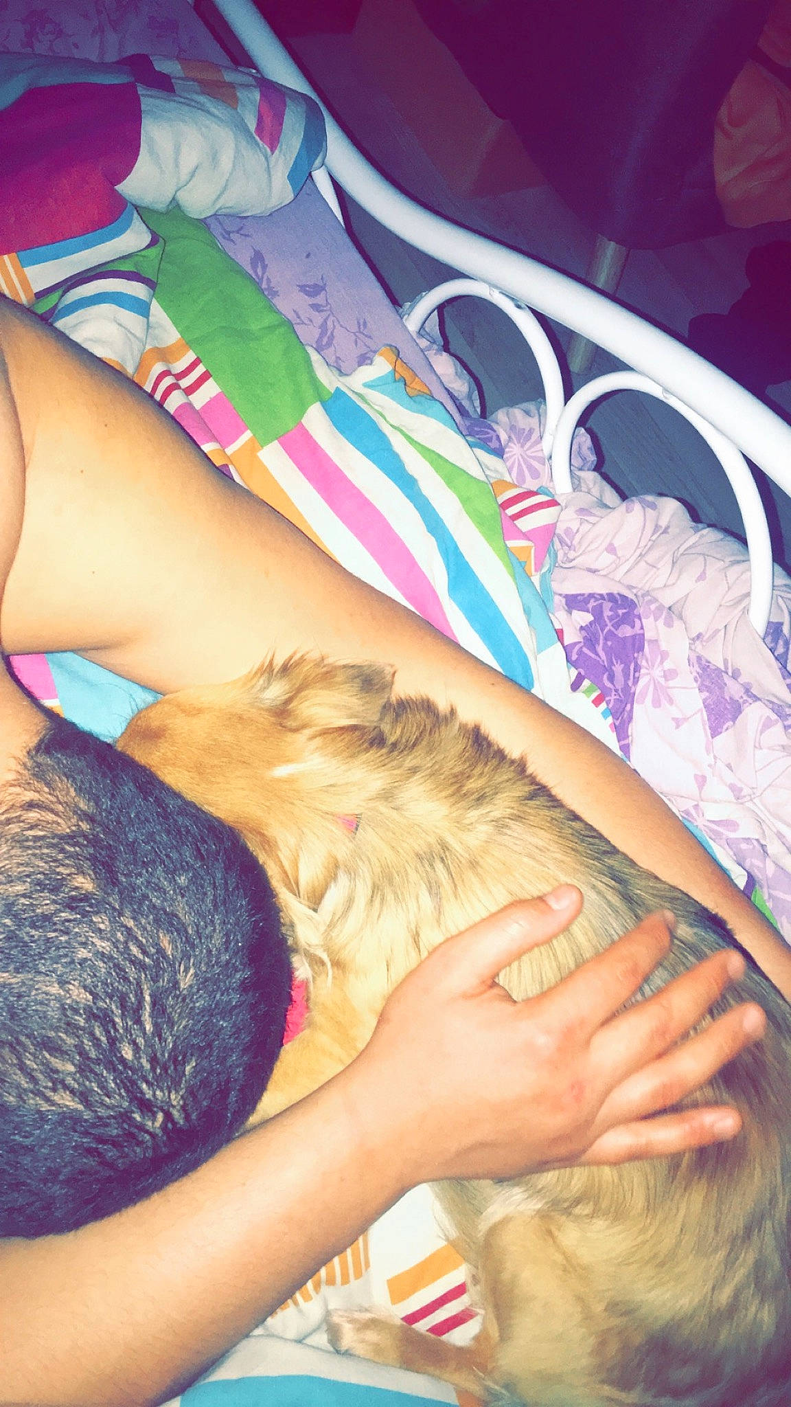 Angie a rejoint le concours — aidez-le/la à gagner de superbes lots ! canidae, fawn, hand, leg, nap, sleep