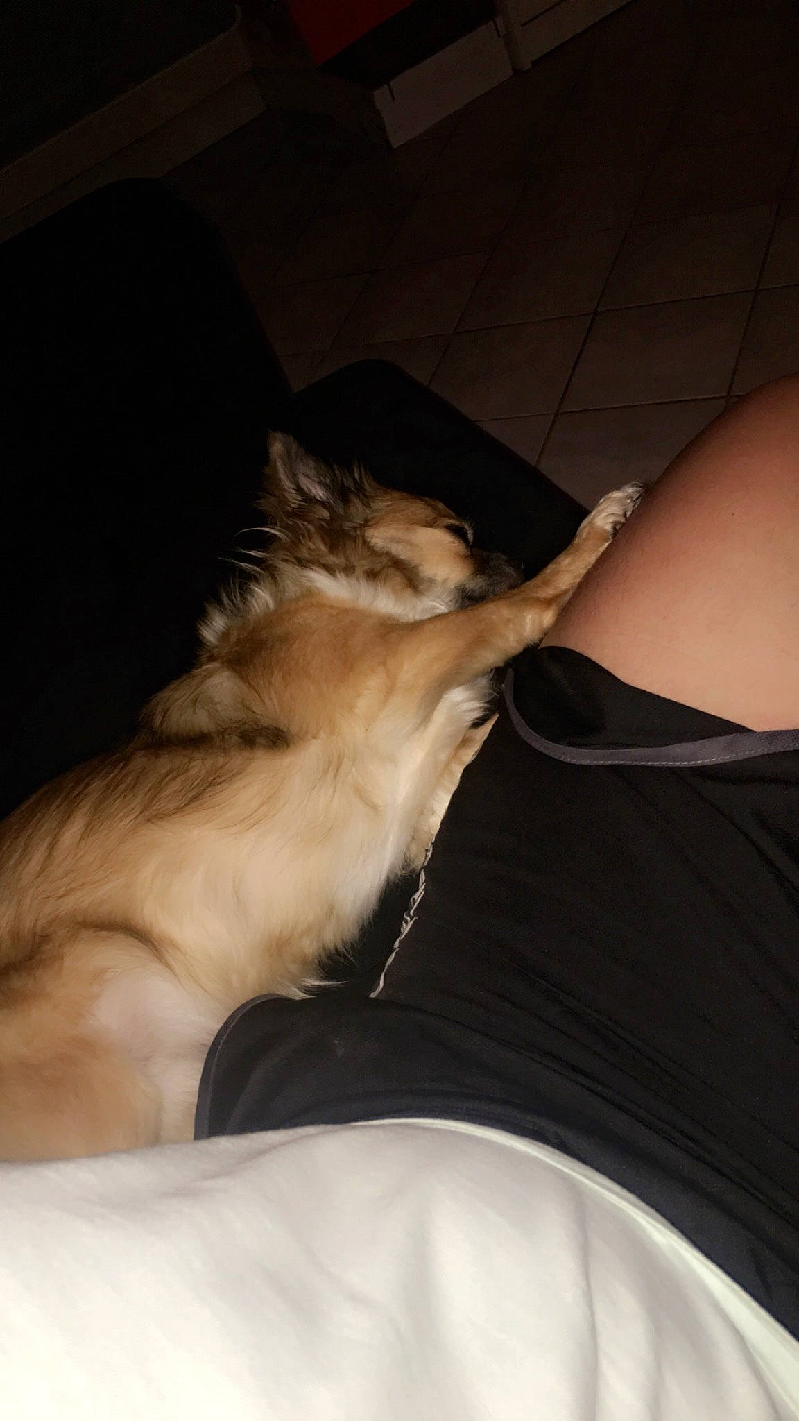 Angie participe au concours pour gagner de l'argent avec cette photo : canidae, carnivore, cat, dog, dog_breed, ear, fawn, toy_dog