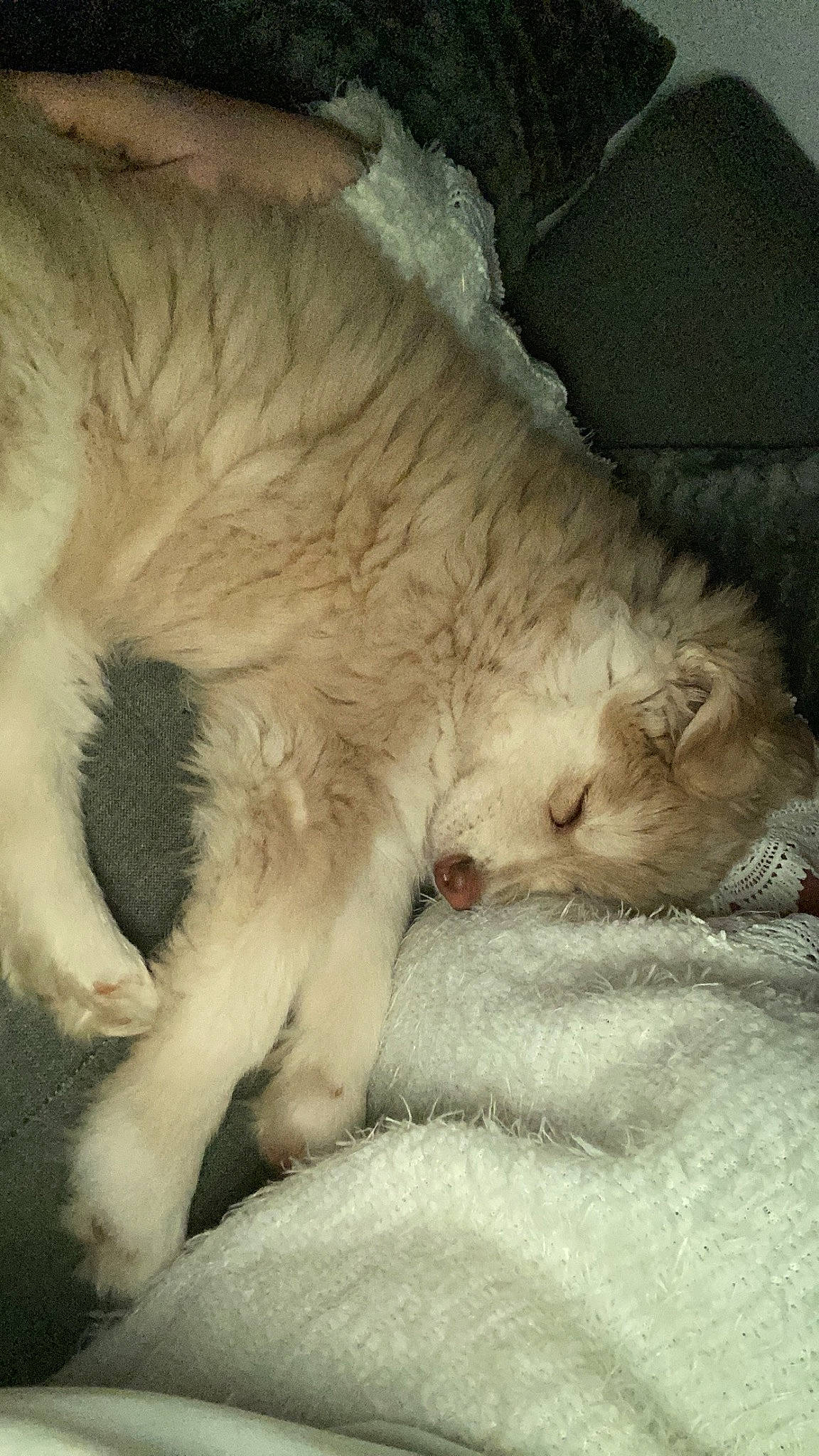 Vanille participe au concours pour gagner de l'argent avec cette photo : canidae, carnivore, cat, claw, comfort, companion_dog, dog_breed, fang, fawn, felidae, fur, nap, paw, small_to_medium_sized_cats, snout, sporting_group, tail, terrestrial_animal, whiskers, wildlife