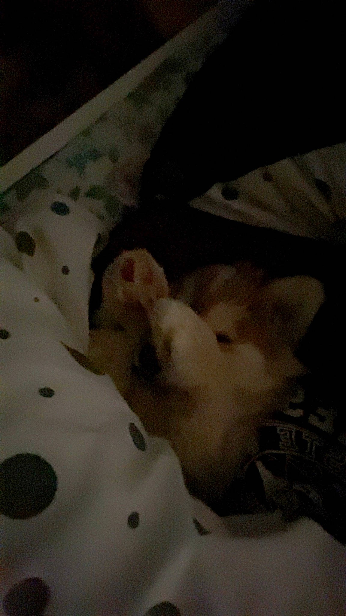 Vanille a rejoint le concours — aidez-le/la à gagner de superbes lots ! canidae, chest, cloud, comfort, companion_dog, fawn, felidae, flesh, flooring, foot, fur, human_leg, linens, pattern, paw, small_to_medium_sized_cats, snout, tail, visual_arts, whiskers