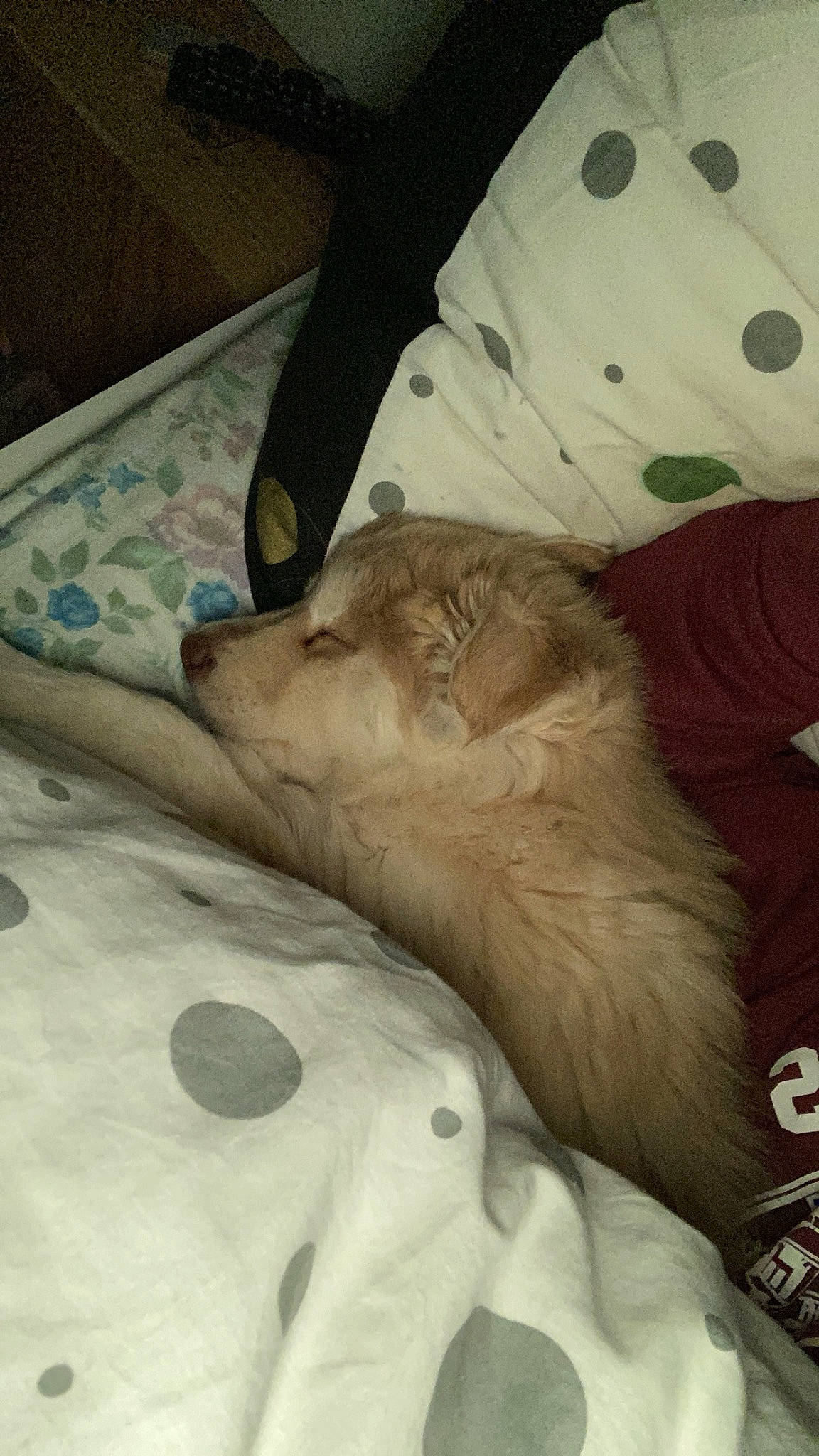 Vanille participe au concours pour gagner de l'argent avec cette photo : bed, bedding, canidae, carnivore, comfort, companion_dog, dog_breed, duvet, felidae, fur, human_leg, linens, paw, pillow, remote_control, sleeve, small_to_medium_sized_cats, sporting_group, textile, whiskers