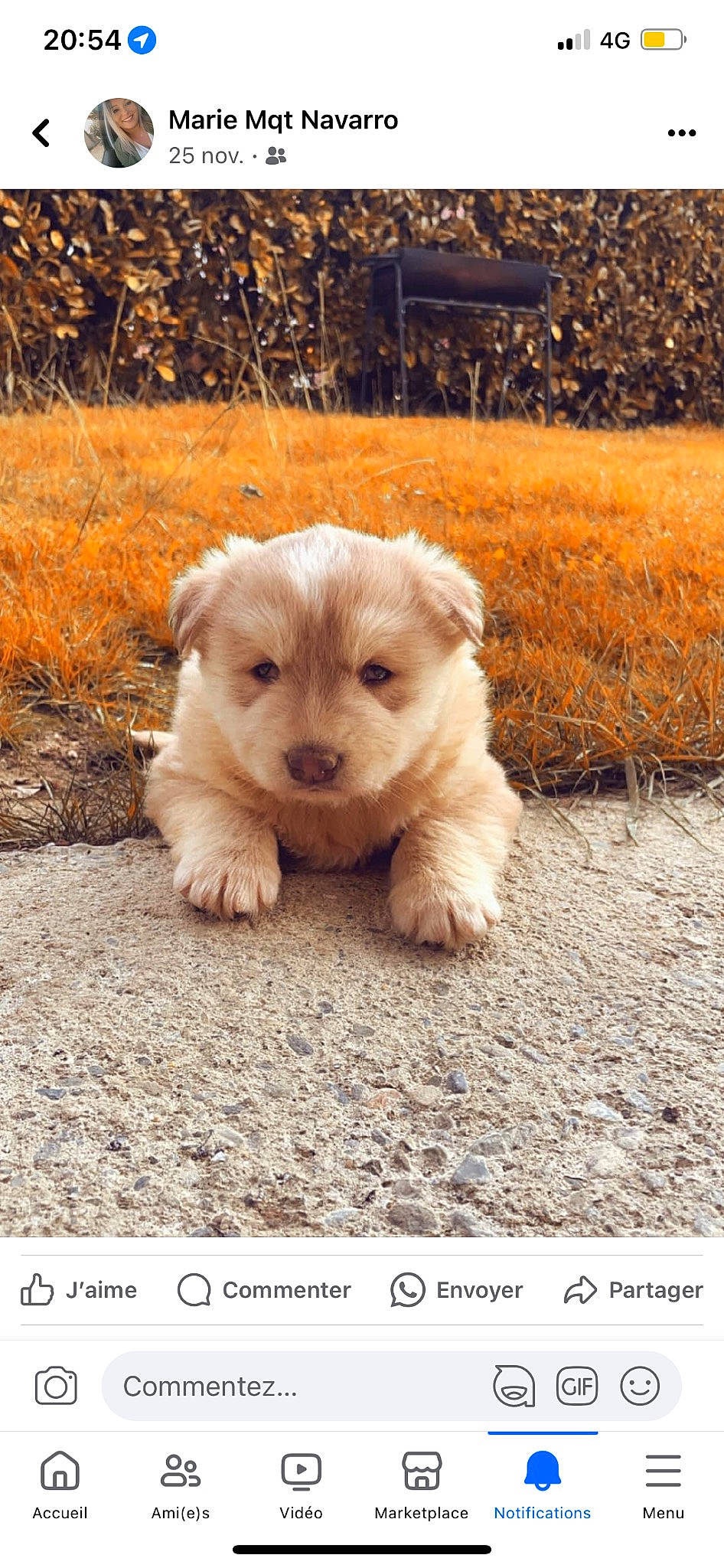 Vanille participe au concours pour gagner de l'argent avec cette photo : canidae, carnivore, companion_dog, dog, dog_breed, fawn, fur, grass, maltepoo, plant, small_terrier, snout, soil, sporting_group, terrestrial_animal, terrier, toy_dog, whiskers, working_animal, working_terrier