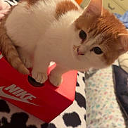 Leo joined the competition — help win amazing prizes! cat, kitten, orange_cat, white_cat, shoebox, nike_box, box, paws, fur, whiskers, bed, blanket, bedding, dresser, clothing, room, portrait, closeup, indoors, cute