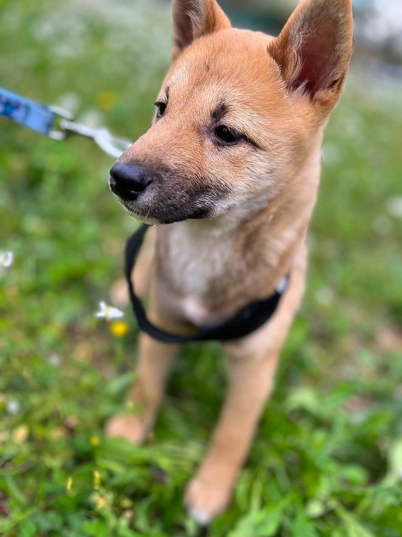 Maiky a rejoint le concours — aidez-le/la à gagner de superbes lots ! ancient_dog_breeds, canidae, carnivore, collar, companion_dog, dingo, dog, dog_breed, fawn, grass, non_sporting_group, plant, snout, sporting_group, tail, terrestrial_animal, watch, wildlife, working_animal, working_dog