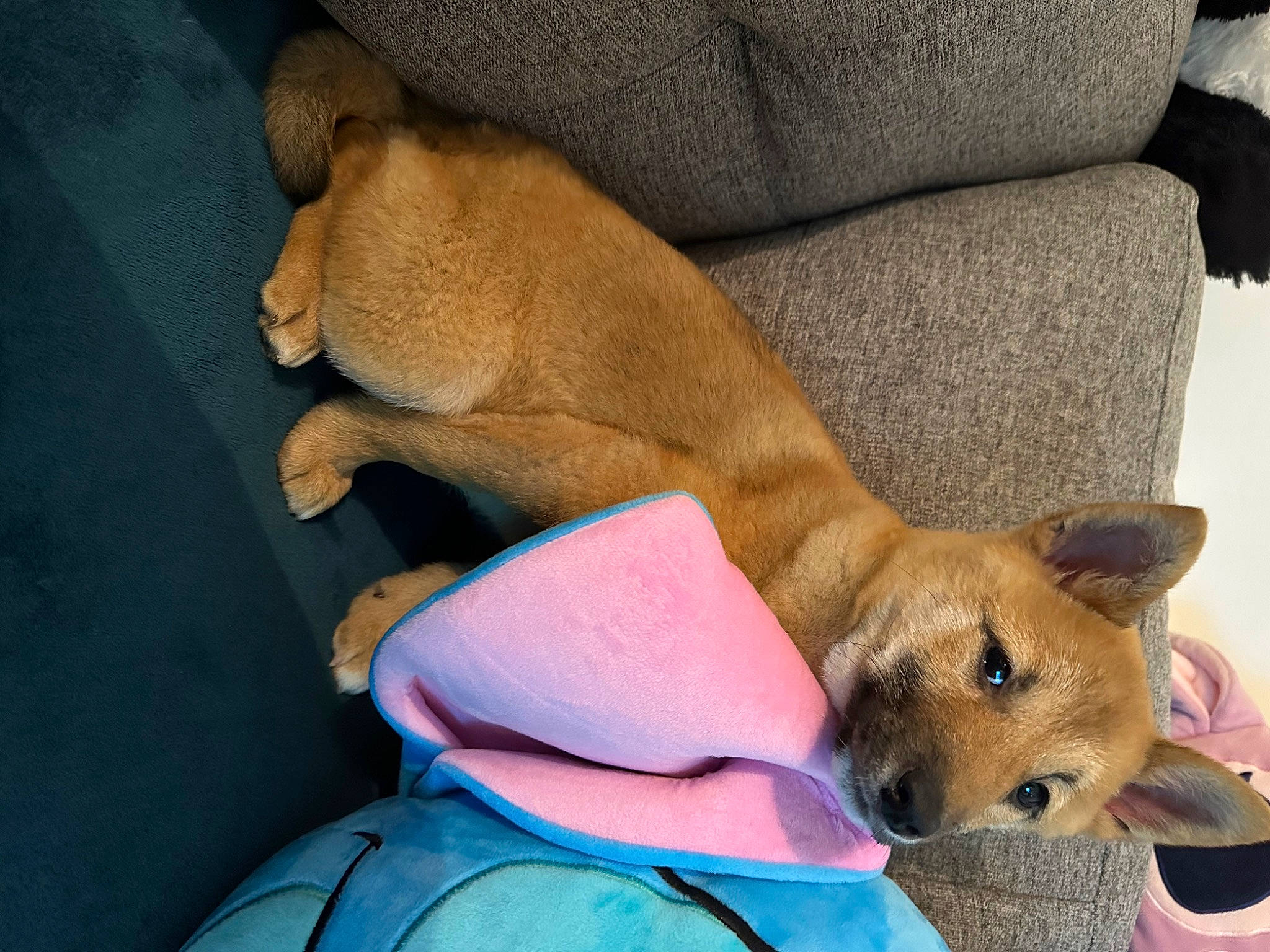 Maiky participe au concours pour gagner de l'argent avec cette photo : canidae, carnivore, collar, comfort, companion_dog, dog, dog_breed, dog_supply, fawn, fur, nap, non_sporting_group, paw, snout, sporting_group, terrestrial_animal, whiskers