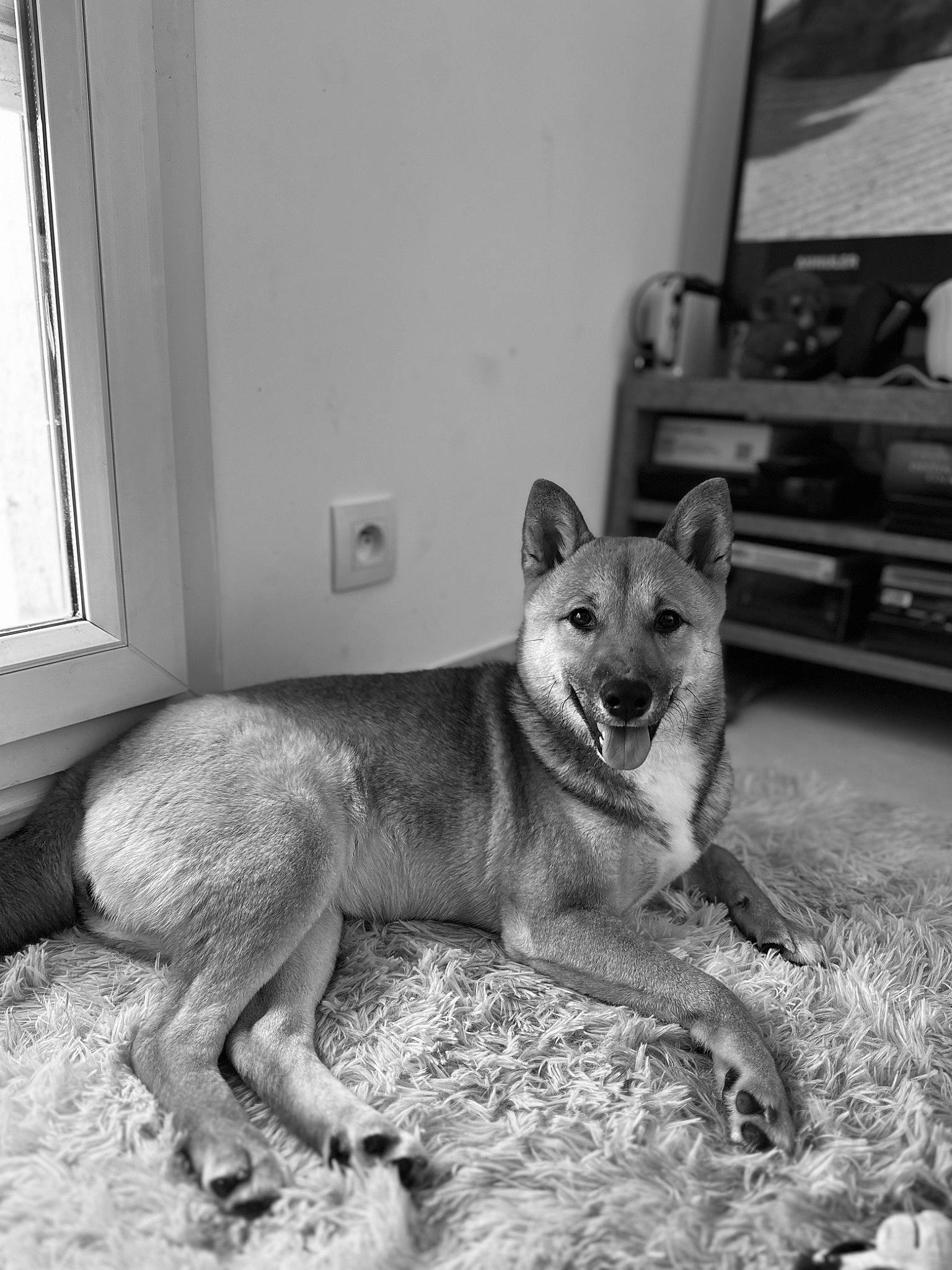 Maiky participe au concours pour gagner de l'argent avec cette photo : cable_television, canidae, canis, carnivore, dog, dog_breed, door, east_european_shepherd, monochrome, monochrome_photography, picture_frame, snout, sporting_group, street_dog, tail, television, terrestrial_animal, window, working_animal, working_dog