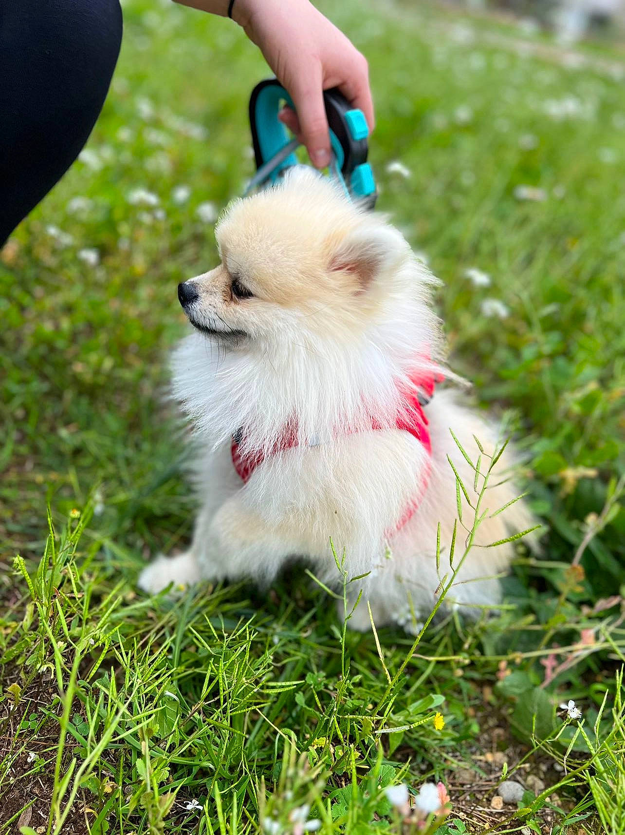 Souchi a rejoint le concours — aidez-le/la à gagner de superbes lots ! canidae, carnivore, companion_dog, dog, dog_breed, dog_supply, fashion_accessory, fawn, fur, german_spitz, german_spitz_klein, german_spitz_mittel, grass, happy, pet_supply, plant, spitz, sporting_group, tail, toy_dog