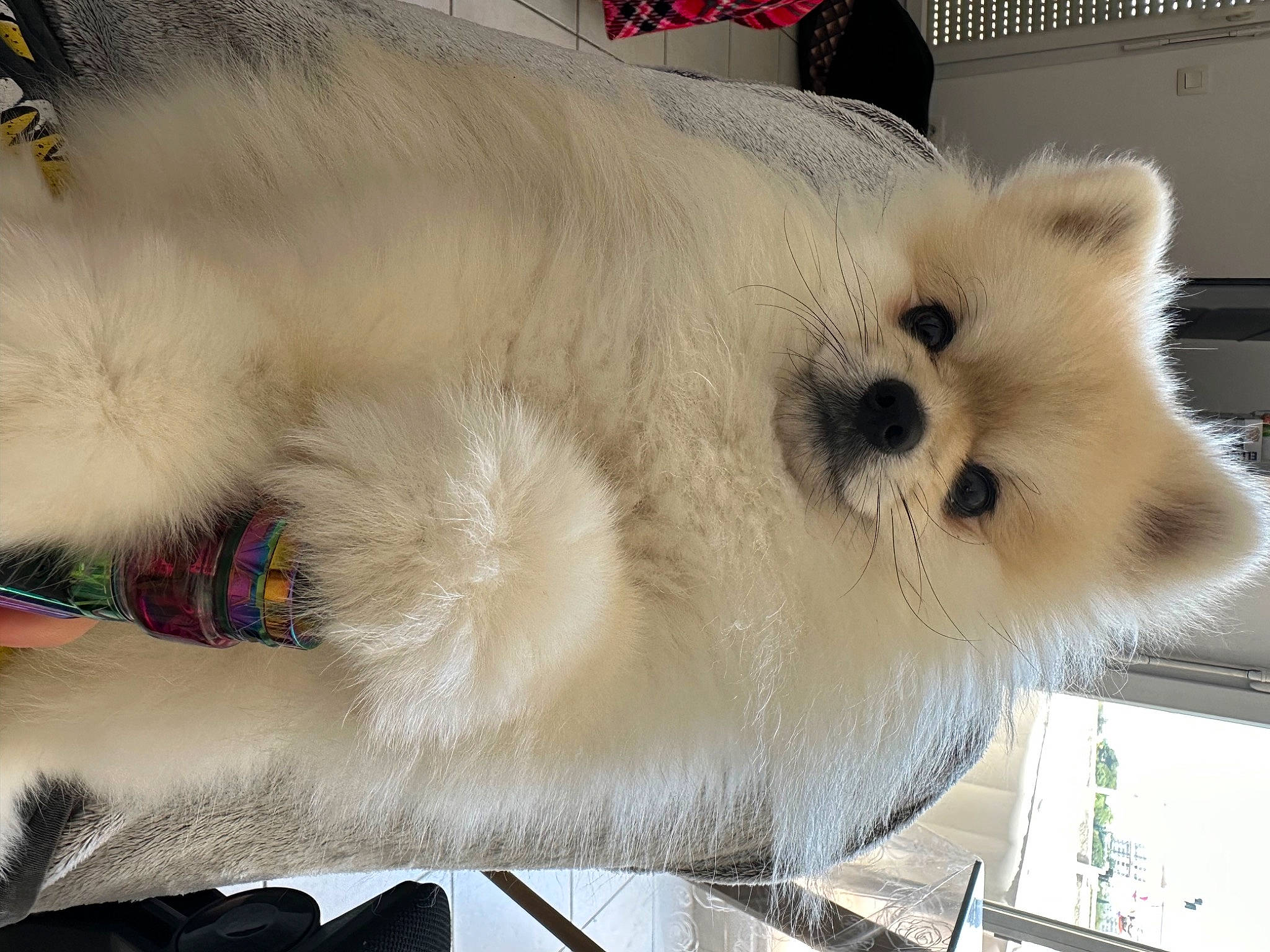 Souchi participe au concours pour gagner de l'argent avec cette photo : canidae, carnivore, companion_dog, dog, dog_breed, fawn, fur, german_spitz, german_spitz_klein, german_spitz_mittel, japanese_spitz, non_sporting_group, samoyed, snout, spitz, sporting_group, terrestrial_animal, volpino_italiano, whiskers, working_animal