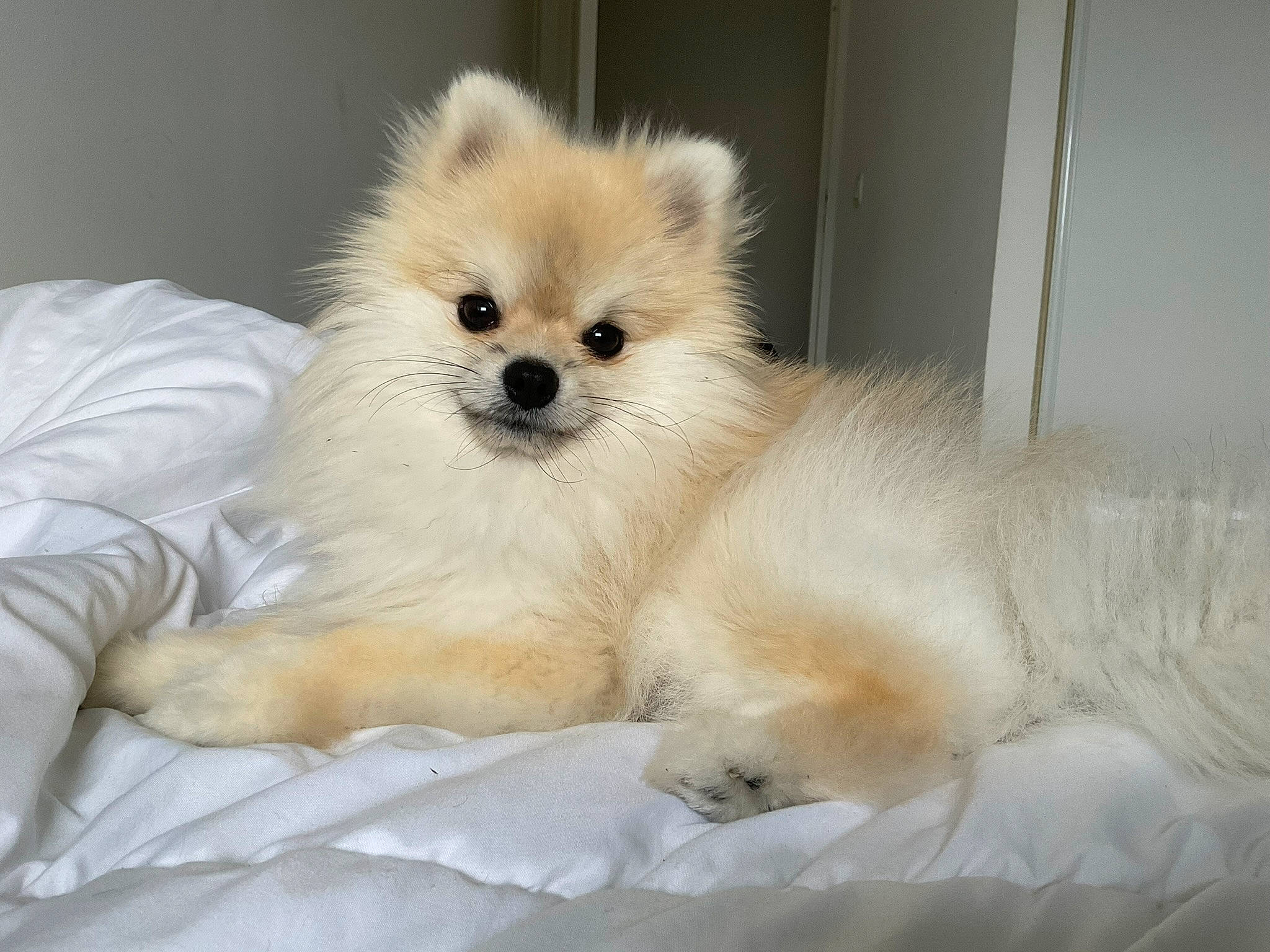 Souchi participe au concours pour gagner de l'argent avec cette photo : canidae, carnivore, companion_dog, corgi_chihuahua, dog, dog_breed, fawn, fur, german_spitz, german_spitz_klein, german_spitz_mittel, pomeranian, puppy, snout, spitz, sporting_group, toy_dog, volpino_italiano, whiskers, working_animal