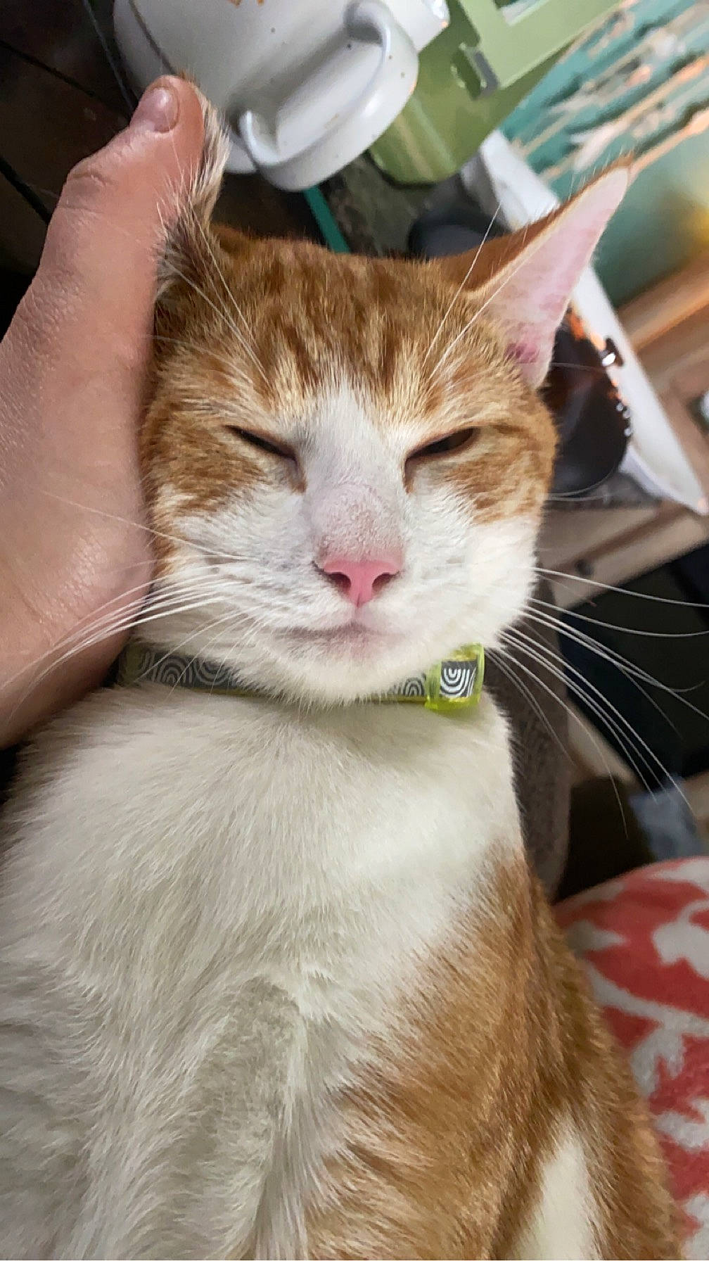 Pumpkin is registered to the contest to win money with this photo: carnivore, cat, collar, domestic_short_haired_cat, felidae, fur, pet_supply, small_to_medium_sized_cats, snout, terrestrial_animal, whiskers