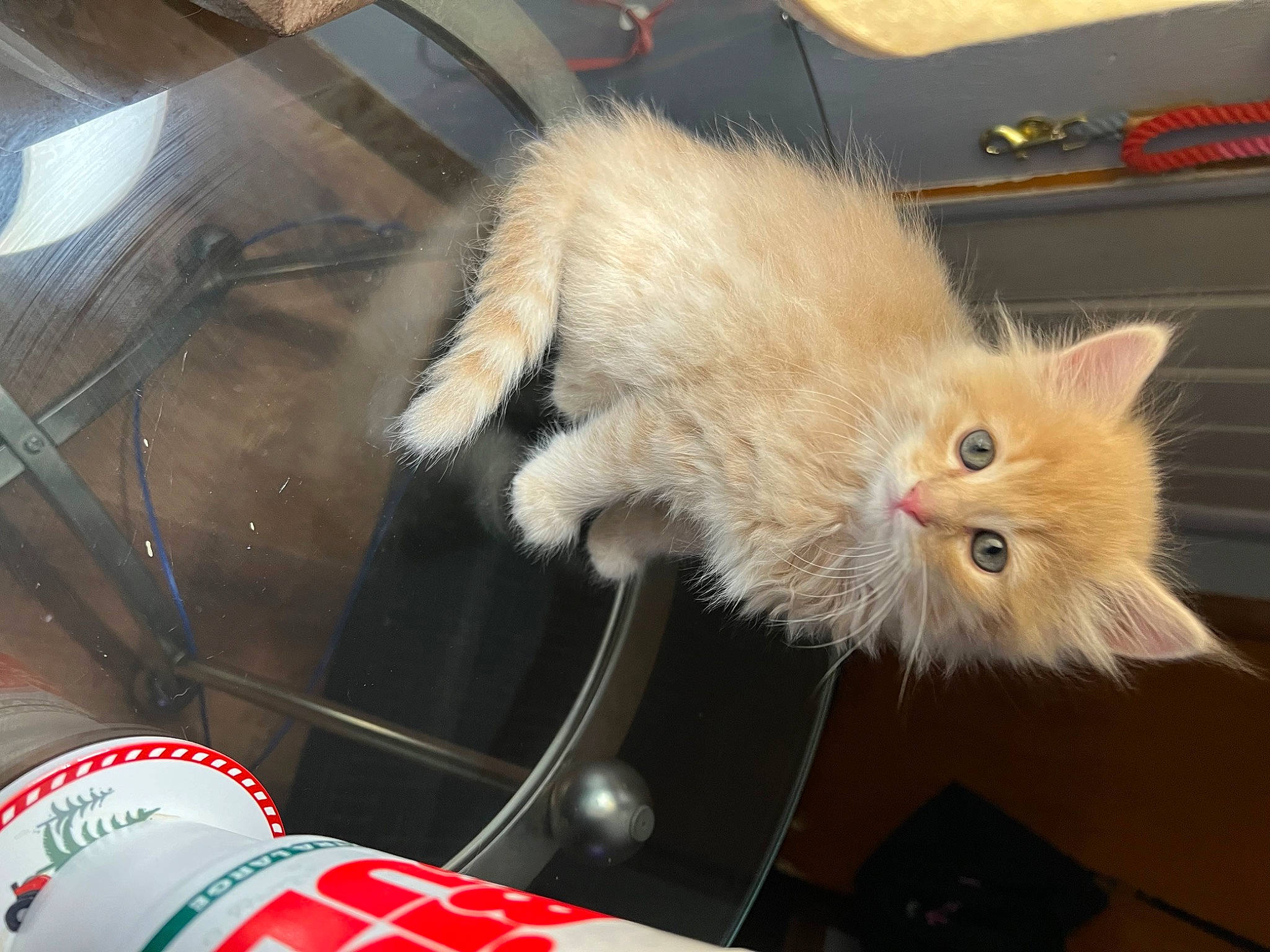 Leo joined the competition — help win amazing prizes! aluminum_can, box, carmine, carnivore, cat, claw, fawn, felidae, foot, fur, logo, paw, small_to_medium_sized_cats, snout, tail, tin_can, whiskers, windscreen_wiper, windshield