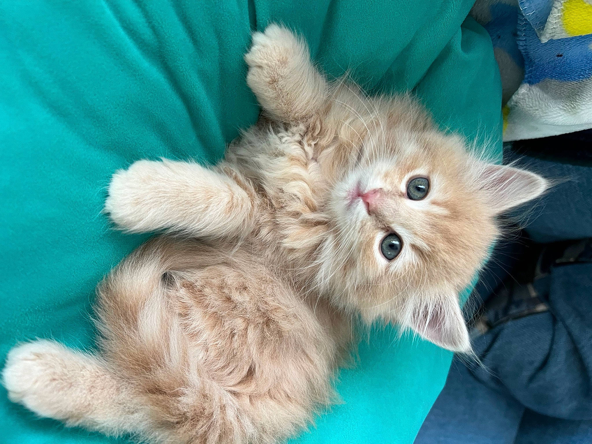 Leo joined the competition — help win amazing prizes! british_longhair, carnivore, cat, claw, comfort, domestic_short_haired_cat, electric_blue, fawn, felidae, fur, gesture, paw, small_to_medium_sized_cats, snout, tail, terrestrial_animal, whiskers