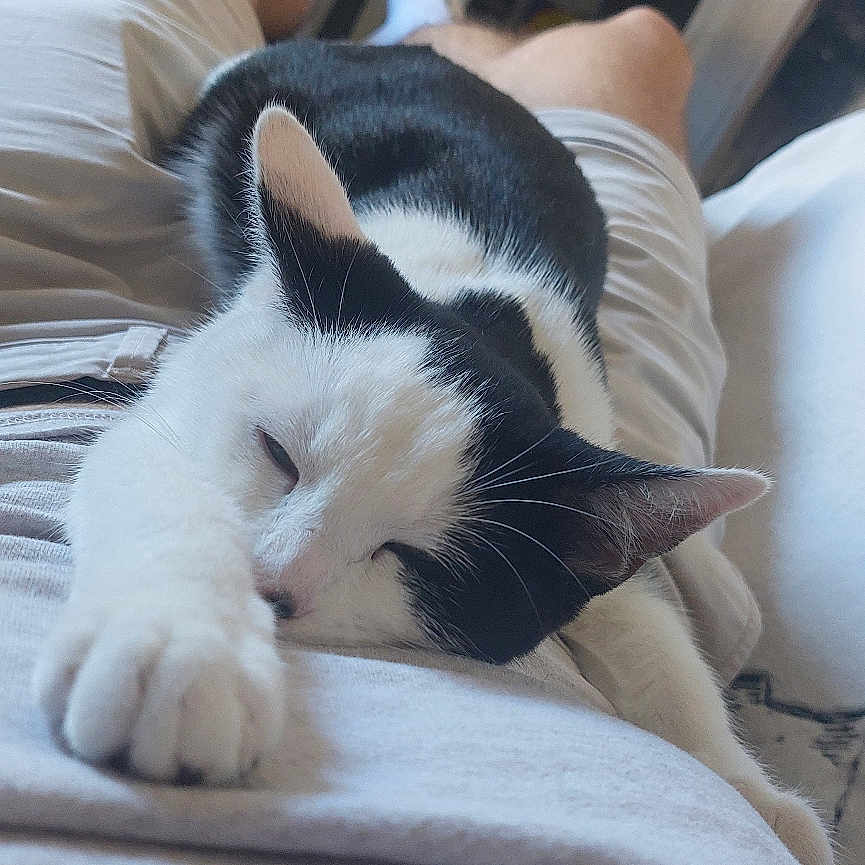 Nini participe au concours pour gagner de l'argent avec cette photo : cat, black_and_white_cat, sleeping, nap, lap, pet, paw, whiskers, close_up, indoor, human_leg, shorts, socks, cozy, relaxed, sofa, portrait, domestic_animal, furniture, home