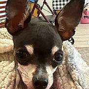 Hercules is registered to the contest to win money with this photo: dog, close_up, ears, blanket, indoor, walker, tablecloth, furniture, floor, nose, face, pet, animal, cozy, knitted, brown, black, white, small_dog, domestic