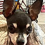 dog, close_up, ears, blanket, indoor, walker, tablecloth, furniture, floor, nose, face, pet, animal, cozy, knitted, brown, black, white, small_dog, domestic