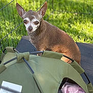 James joined the competition — help win amazing prizes! dog, brown_dog, small_dog, pet_tent, blanket, green_tent, outdoor, grass, wire_fence, sunlight, shade, ears, looking_back, pet, animal, canine, close_up, resting, nature, daylight