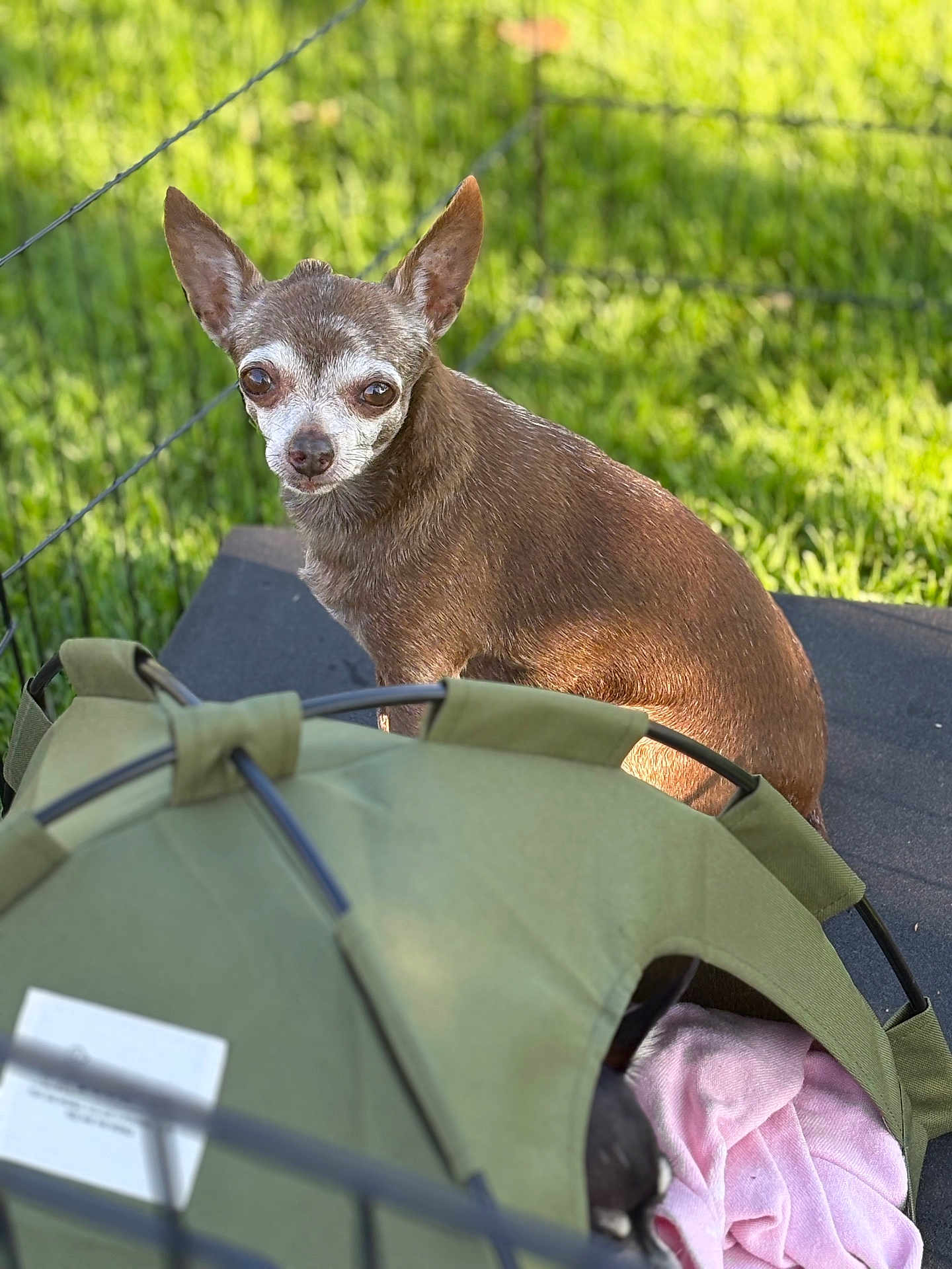 James joined the competition — help win amazing prizes! dog, brown_dog, small_dog, pet_tent, blanket, green_tent, outdoor, grass, wire_fence, sunlight, shade, ears, looking_back, pet, animal, canine, close_up, resting, nature, daylight