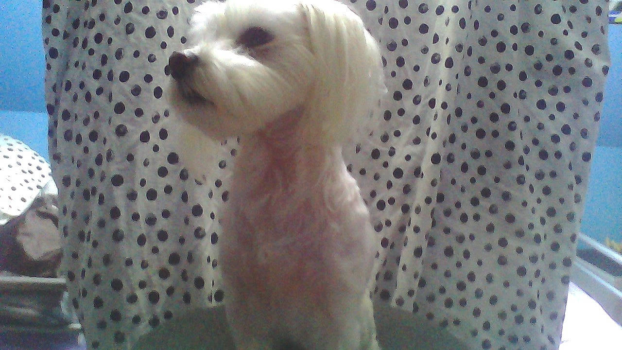 Jolie-coeur a rejoint le concours — aidez-le/la à gagner de superbes lots ! bichon, bolognese, bolonka, canidae, carnivore, companion_dog, dog, dog_breed, havanese, lowchen, maltepoo, maltese, mammal, non_sporting_group, puppy, rare_breed_dog, snout, toy_dog, toy_poodle, vertebrate