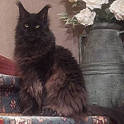 Rodolphe participe au concours pour gagner de l'argent avec cette photo : cat, black_cat, fluffy, yellow_eyes, stairs, carpet, patterned_carpet, flower_vase, white_roses, indoor, pet, feline, sitting, fur, decor, home, animal, portrait, still_life, cozy