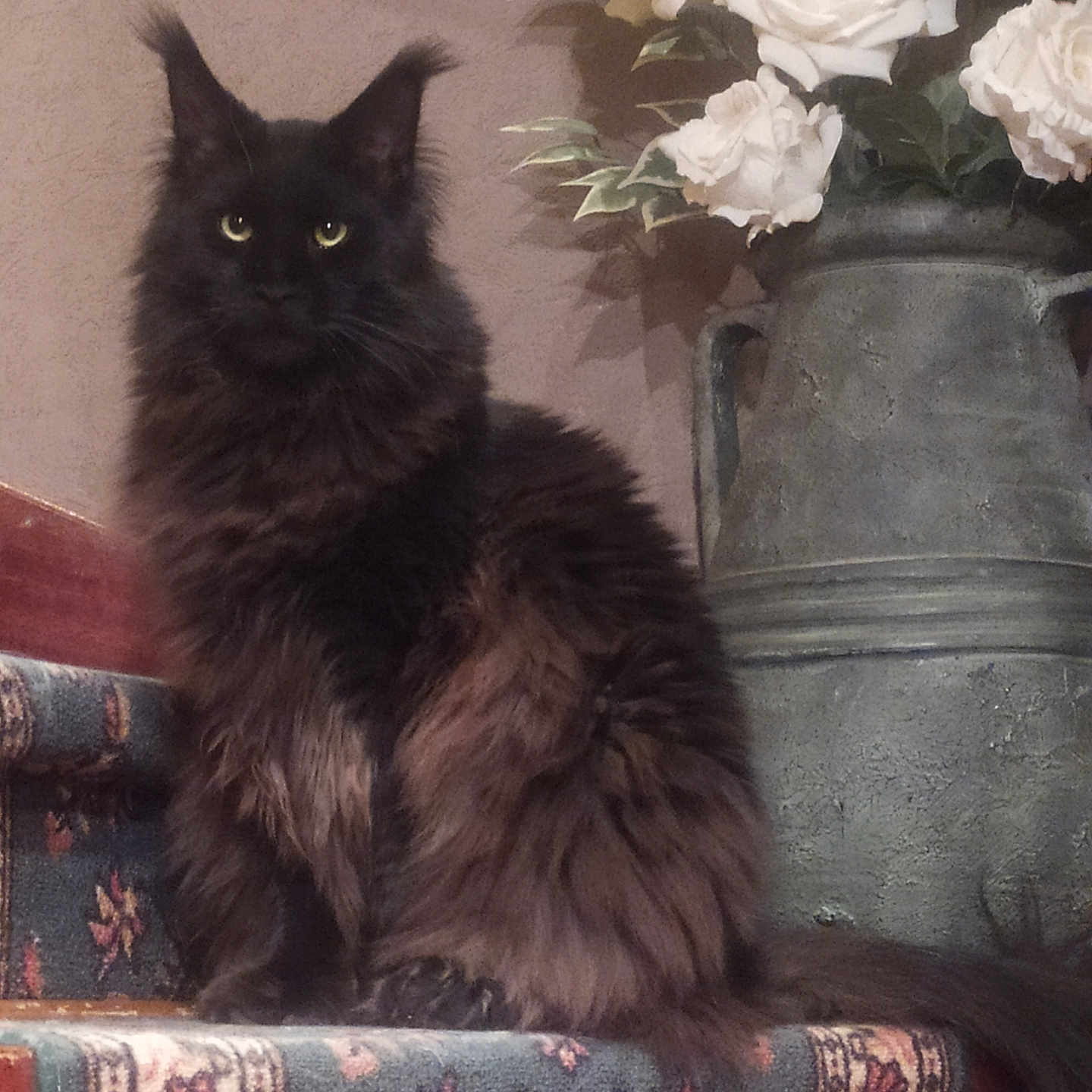 Rodolphe participe au concours pour gagner de l'argent avec cette photo : animal, black_cat, carpet, cat, cozy, decor, feline, flower_vase, fluffy, fur, home, indoor, patterned_carpet, pet, portrait, sitting, stairs, still_life, white_roses, yellow_eyes
