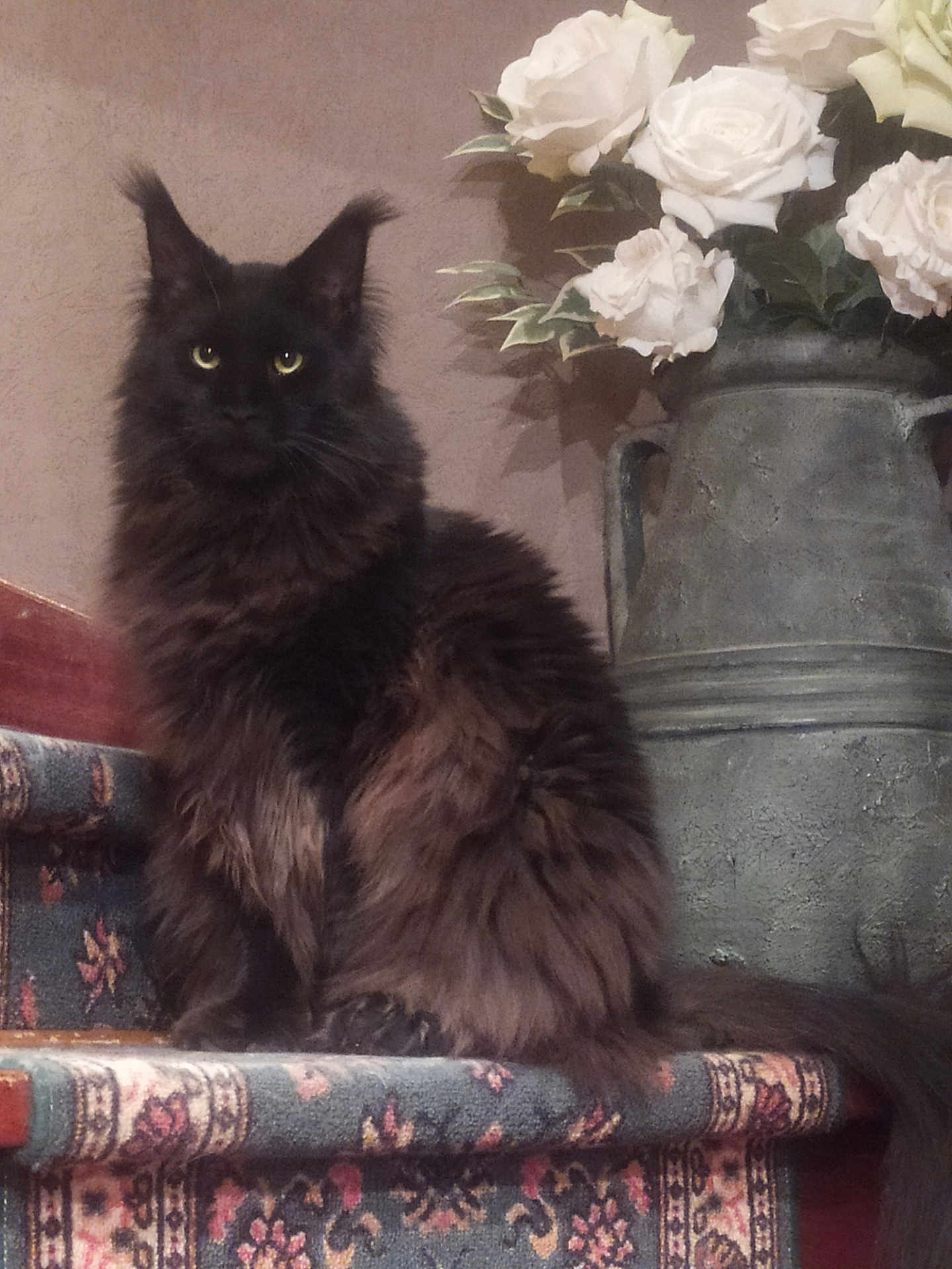 Rodolphe participe au concours pour gagner de l'argent avec cette photo : cat, black_cat, fluffy, yellow_eyes, stairs, carpet, patterned_carpet, flower_vase, white_roses, indoor, pet, feline, sitting, fur, decor, home, animal, portrait, still_life, cozy