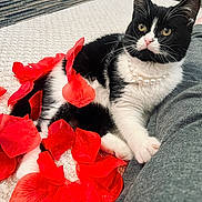 Baby Kitty joined the competition — help win amazing prizes! cat, black_and_white, pearl_necklace, rose_petals, blanket, indoor, pet, feline, relaxed, cute, close_up, whiskers, pink_nose, soft_fur, domestic_cat, resting, comfortable, cozy, animal, portrait
