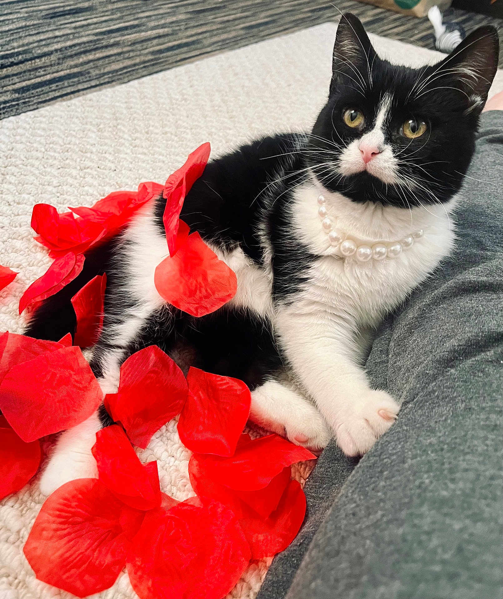 Baby Kitty joined the competition — help win amazing prizes! cat, black_and_white, pearl_necklace, rose_petals, blanket, indoor, pet, feline, relaxed, cute, close_up, whiskers, pink_nose, soft_fur, domestic_cat, resting, comfortable, cozy, animal, portrait