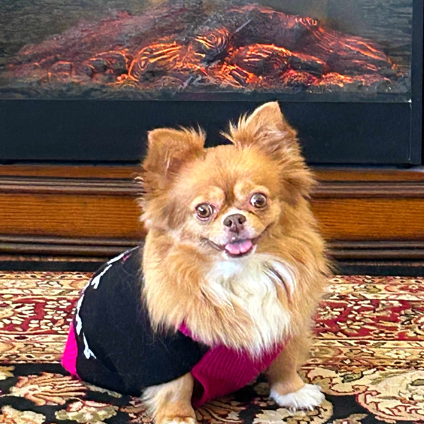 Gigi joined the competition — help win amazing prizes! animal, canine, computerhardware, dog, electronics, face, fireplace, hardware, hearth, homedecor, indoors, interiordesign, mountain, nature, outdoors, pet, puppy, rock, screen, slate