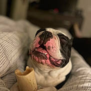 Morty joined the competition — help win amazing prizes! animal, black_and_white, blanket, bone, chewing, closeup, companion, cozy, cute, cute_pet, dog, domestic_animal, happy, indoor, paw, pet, relaxed, resting, sleepy, smiling