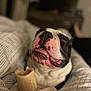 animal, black_and_white, blanket, bone, chewing, closeup, companion, cozy, cute, cute_pet, dog, domestic_animal, happy, indoor, paw, pet, relaxed, resting, sleepy, smiling