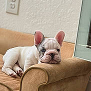 Milo is registered to the contest to win money with this photo: dog, puppy, french_bulldog, pet, couch, armchair, beige, indoor, wall, electrical_outlet, ears, paws, face, portrait, closeup, resting, cute, fur, home_interior, living_room