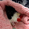 Zion is registered to the contest to win money with this photo: kitten, black_cat, pink_blanket, stuffed_toy, toy_ball, cozy, cute, pet, animal, furry, soft, snuggling, indoor, resting, small, playful, comfort, warm, sleepy, young