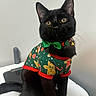 Zion joined the competition — help win amazing prizes! black_cat, cat, pet, holiday_sweater, green_bow, collar, indoor, white_background, festive, cute, animal, whiskers, ears, sitting, looking_up, domestic_cat, feline, adorable, small_pet, curious