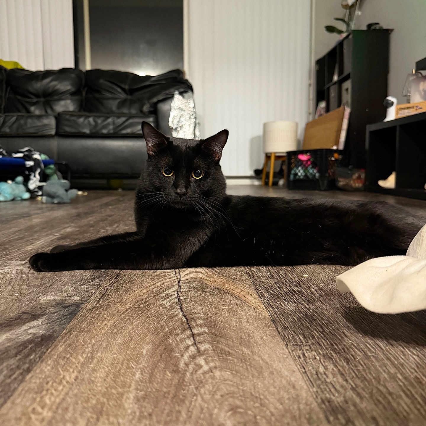 Zion is registered to the contest to win money with this photo: black_cat, cat, indoor, living_room, wooden_floor, leather_couch, furniture, pet, animal, domestic_cat, floor, relaxed, looking_at_camera, cozy, home, household_items, lamp, curtains, toy, shelf