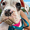puppy, dog, sand, collar, leash, outdoor, lake, water, blue_sky, person, arm, close_up, floppy_ears, pink_collar, white_fur, brown_spots, cute, animal, pet, nature