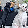 black_cat, white_dog, indoor, bench, plant, pot, brick_wall, pet, animal, feline, canine, curious, sitting, standing, cushion, domestic, companion, fur, portrait, calm