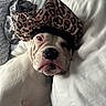 dog, white_dog, sleeping, bed, pillow, leopard_print, bonnet, pet, cozy, indoor, close_up, face, resting, cute, animal, canine, fur, nap, domestic_animal, relaxed