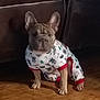 dog, puppy, pajamas, clothing, indoor, wooden_floor, couch, brown, pet, canine, small_dog, holiday_theme, festive, animal, cute, sitting, ears_up, looking, companion, domestic_animal