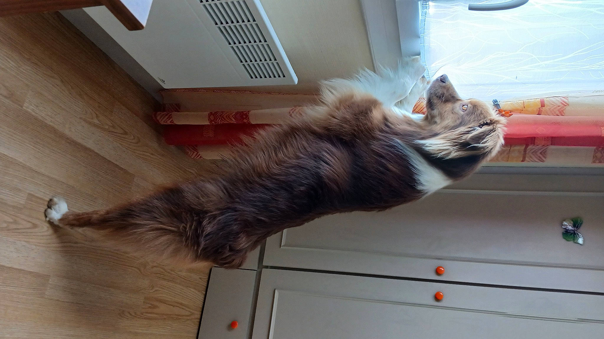 Angus participe au concours pour gagner de l'argent avec cette photo : canidae, carnivore, cat, comfort, domestic_short_haired_cat, felidae, flooring, fur, hardwood, human_leg, paw, small_to_medium_sized_cats, tail, tire, whiskers, window, wood