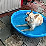 Pumpkin joined the competition — help win amazing prizes! animal, backyard, cooling_off, dog, domestic_animal, ears_up, light_fur, outdoor, patio, pavement, pet, plastic_pool, pool, red_cabinet, relaxed, resting, side_view, summer, water, wet_surface