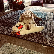 Pumpkin joined the competition — help win amazing prizes! animal, brown, canine, carpet, carpet_pattern, cozy, dog, door, floor, furniture, home, indoor, light, living_room, pet, plush_toy, relaxed, resting, rug, toy