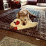 animal, brown, canine, carpet, carpet_pattern, cozy, dog, door, floor, furniture, home, indoor, light, living_room, pet, plush_toy, relaxed, resting, rug, toy