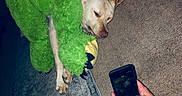 Pumpkin is registered to the contest to win money with this photo: animal, carpet, casual, cozy, dog, ears, floor, hands, indoor, patterned_rug, paw, person, photography, plush_toy, relaxation, resting, rug, sleeping, smartphone, stuffed_animal