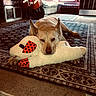 animal, brown, canine, carpet, comfort, cozy, decor, dog, floor, home, indoor, living_room, orange, patterned, pet, plush_toy, relaxed, resting, rug, stuffed_animal