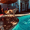 Pumpkin is registered to the contest to win money with this photo: animal, architecture, backyard, canine, chair, daytime, dog, fence, house, outdoor, patio, pet, pool, relaxing, shadow, summer, sunlight, table, umbrella, water