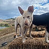 Pumpkin joined the competition — help win amazing prizes! animal, black_dog, brown_dog, cloudy_sky, dog, ears, farm, fence, field, grass, hay_bale, muddy, muzzle, nature, outdoor, pets, rural, sniffing, water_trough, white_dog