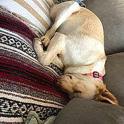 Pumpkin joined the competition — help win amazing prizes! animal, blanket, canine, collar, comfort, couch, cozy, dog, fur, home, indoor, labrador, nap, peaceful, pet, pillow, relaxing, resting, sleeping, striped